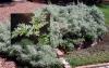 Wormwood Artemisia absinthium